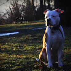 Amerikansk staffordshire terrier Tenka *HIMMELHUND*