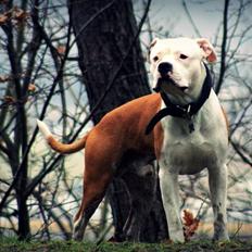 Amerikansk staffordshire terrier Tenka *HIMMELHUND*