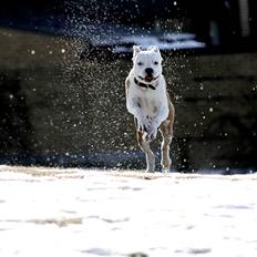Amerikansk staffordshire terrier Tenka *HIMMELHUND*