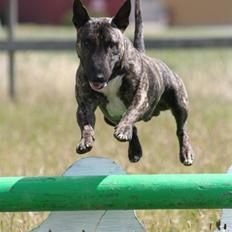 Bullterrier miniature Max