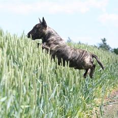 Bullterrier miniature Max