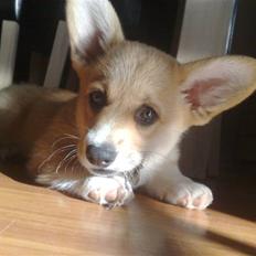 Welsh corgi pembroke kenya