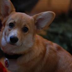 Welsh corgi pembroke kenya