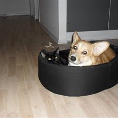 Welsh corgi pembroke kenya