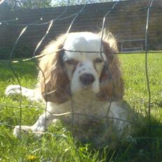 Cavalier king charles spaniel Mikkel