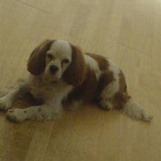Cavalier king charles spaniel Mikkel