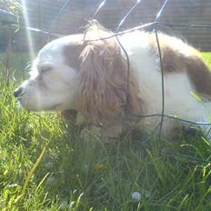Cavalier king charles spaniel Mikkel