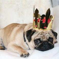 Mops Benson