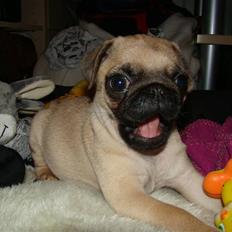 Mops Benson