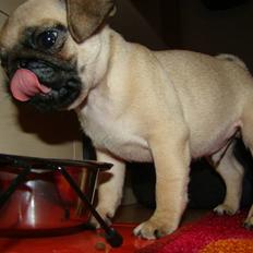 Mops Benson