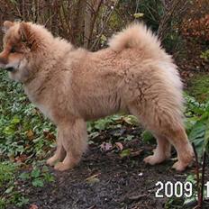 Eurasier Kærlundegård´s U-Akka