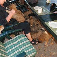Eurasier Kærlundegård´s U-Akka