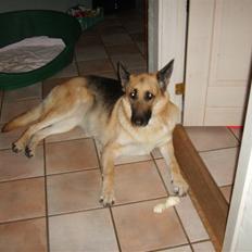 Schæferhund Thes