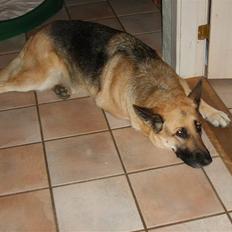 Schæferhund Thes