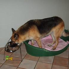 Schæferhund Thes
