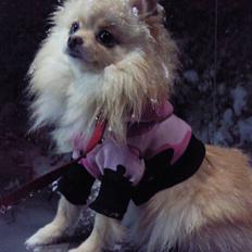 Pomeranian Silke bor ved en veninde 