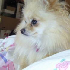 Pomeranian Silke bor ved en veninde 