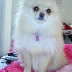 Pomeranian Silke bor ved en veninde 