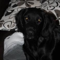 Labrador retriever Basse