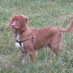 Nova scotia duck tolling retriever Eddie