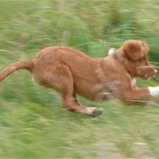 Nova scotia duck tolling retriever Eddie
