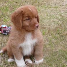 Nova scotia duck tolling retriever Eddie