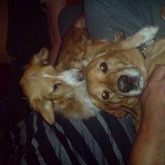 Blanding af racer gismo