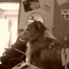 Blanding af racer gismo