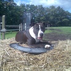 Amerikansk staffordshire terrier Fie.