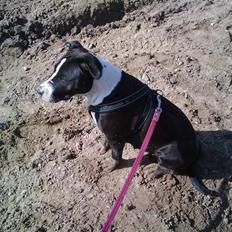 Amerikansk staffordshire terrier Fie.