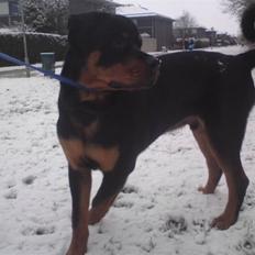 Rottweiler Jackson *R.I.P 29/12-09*