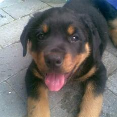 Rottweiler Jackson *R.I.P 29/12-09*