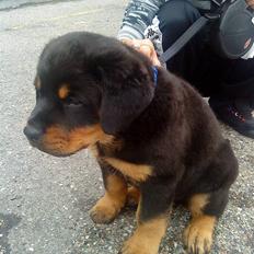 Rottweiler Jackson *R.I.P 29/12-09*
