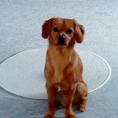 Blanding af racer Buster