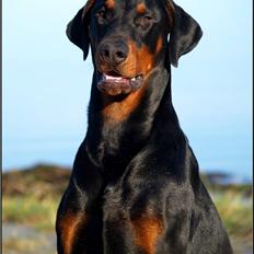 Dobermann Mighty Triton V Masterhof