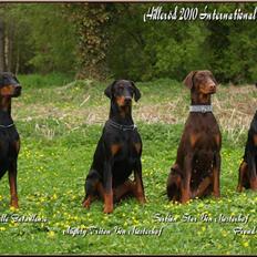 Dobermann Mighty Triton V Masterhof
