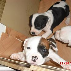 Staffordshire bull terrier Ozzy