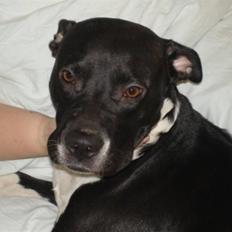 Amerikansk staffordshire terrier Tiki