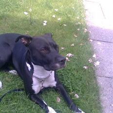 Amerikansk staffordshire terrier Tiki