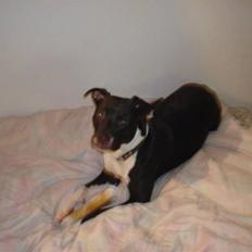 Amerikansk staffordshire terrier Tiki