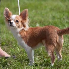 Chihuahua Maslaks Ada