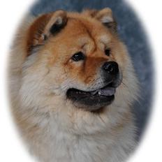 Chow chow TrisseVonMontasio 