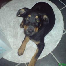 Blanding af racer Zingo