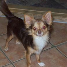 Chihuahua sns pia nyby's gizmo RIP