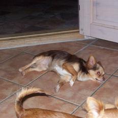 Chihuahua sns pia nyby's gizmo RIP