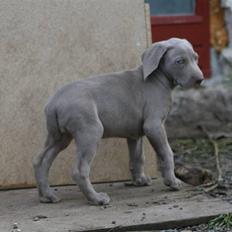 Weimaraner Hot Shoot´s Krimi HD A/B