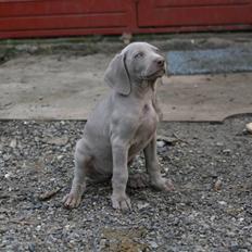 Weimaraner Hot Shoot´s Krimi HD A/B