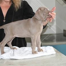 Weimaraner Hot Shoot´s Krimi HD A/B