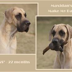 Grand danois Maxidan´s Make my day