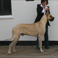 Grand danois Maxidan´s Make my day